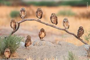 wildlife photographer of the year 12