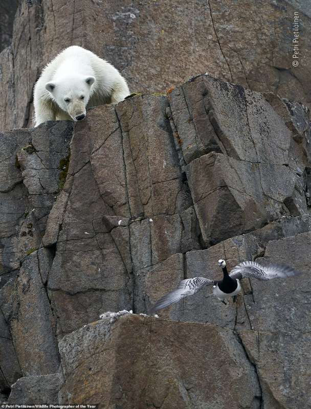 wildlife photographer of the year 4