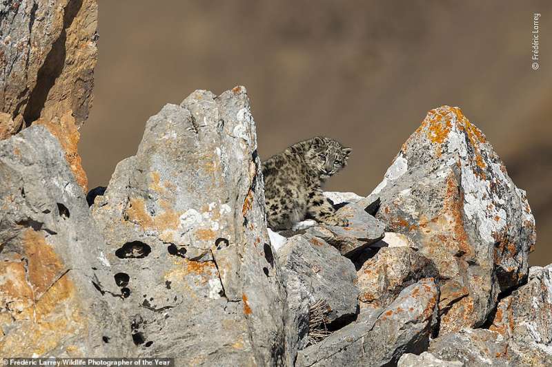 wildlife photographer of the year 7