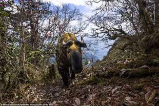 wildlife photographer of the year 8