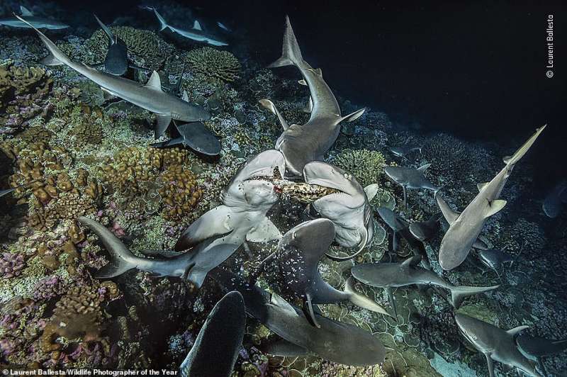 wildlife photographer of the year 9