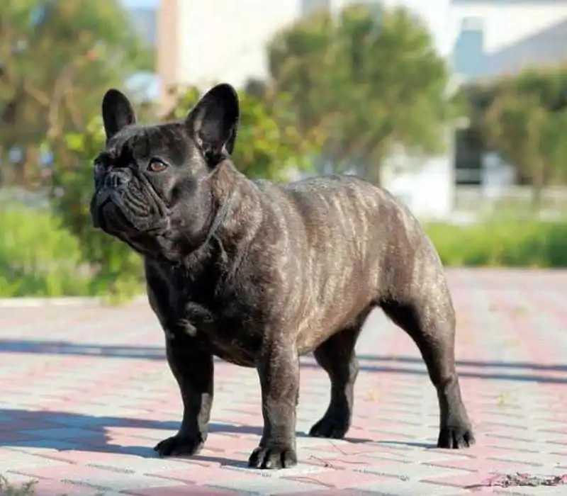 bulldog francese 1