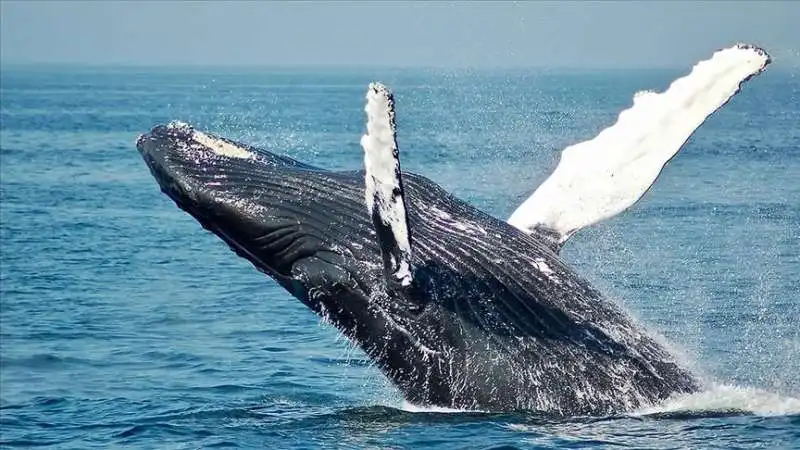 caccia alle balene in norvegia 6