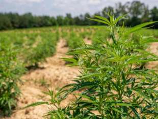 consorzio agricolo bio hemp farming di cerignola 2