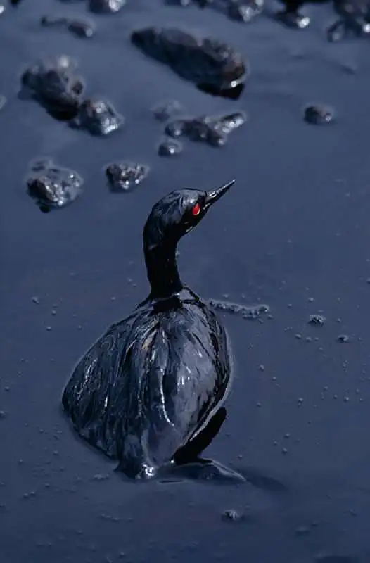 cormorano ricoperto di petrolio  