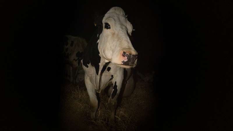 cow 2