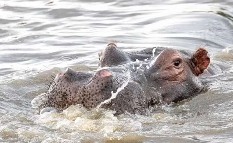 Un bambino di tre anni tocca il naso di una scultura in cemento di  ippopotamo allo zoo di Memphis (TN Foto stock - Alamy