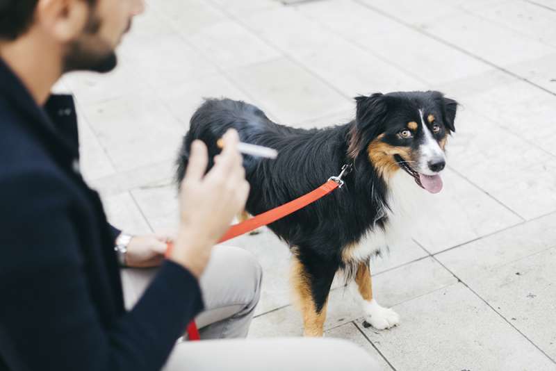 animali domestici fumo passivo