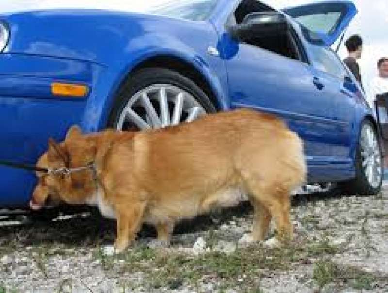 CANE FA PIPI SULLA RUOTA DI UN AUTO