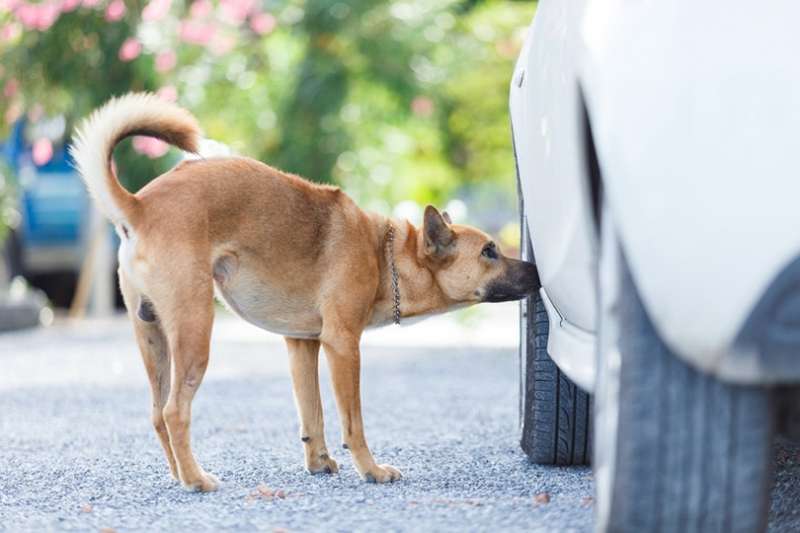 CANE FA PIPI SULLA RUOTA DI UN AUTO