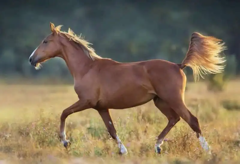 cavallo al trotto 3