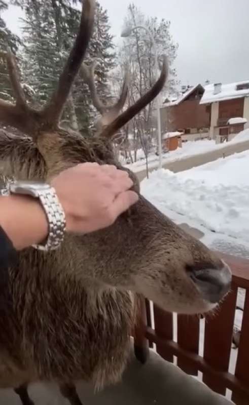 CORTINA - CERVO SI INTRUFOLA IN CASA PER MANGIARE MELA