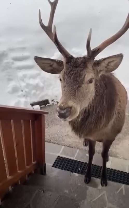 CORTINA - CERVO SI INTRUFOLA IN CASA PER MANGIARE MELA