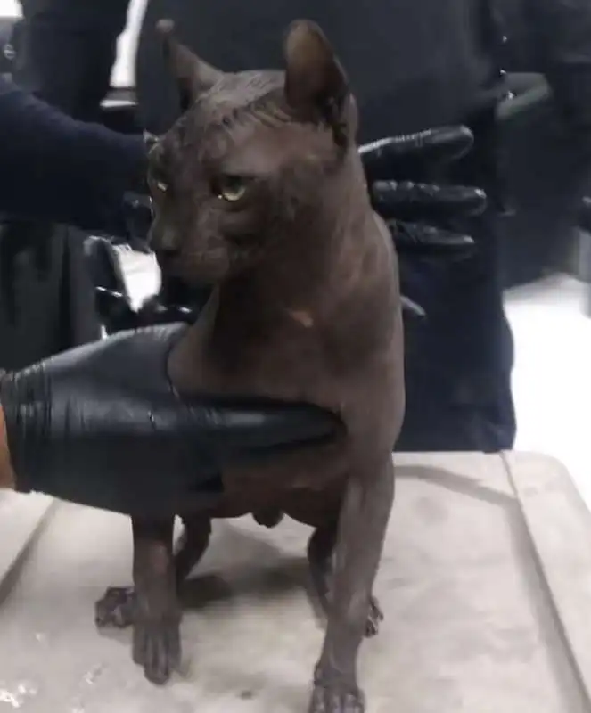 gatto tatuato in un carcere messicano 4