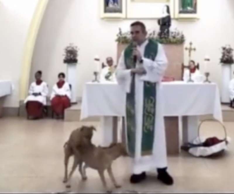 IN BRASILE DUE CANI FANNO SESSO IN CHIESA