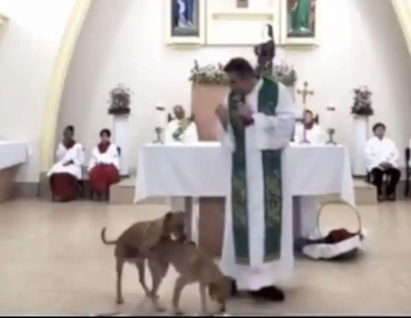 IN BRASILE DUE CANI FANNO SESSO IN CHIESA