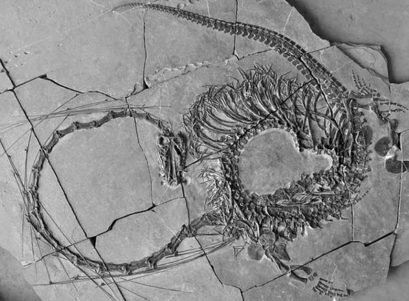 il fossile del dinocephalosaurus orientalis ritrovamento in cina 1