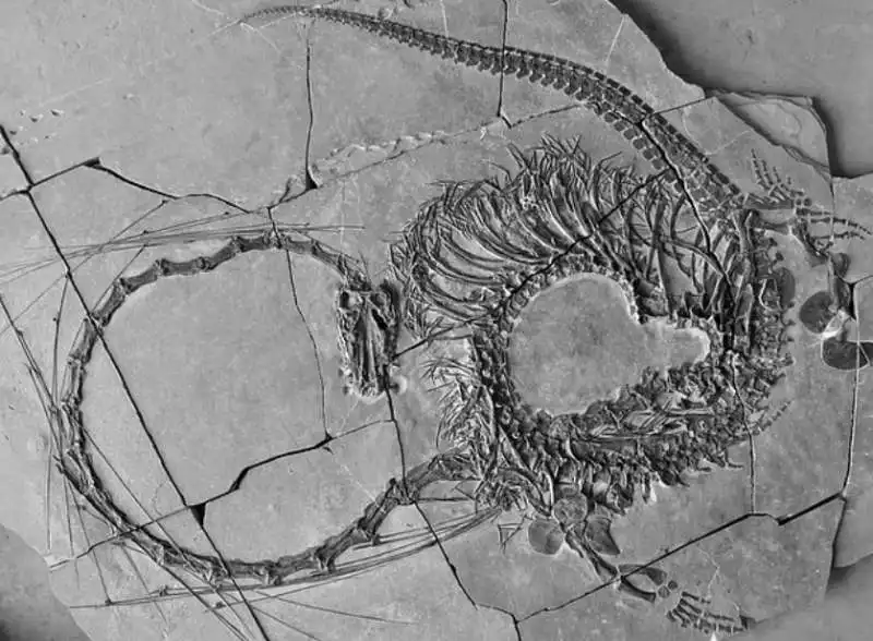 il fossile del dinocephalosaurus orientalis   ritrovamento in cina   1