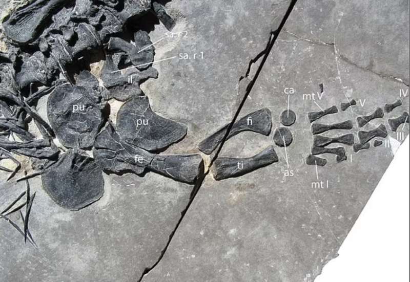 il fossile del dinocephalosaurus orientalis ritrovamento in cina 2