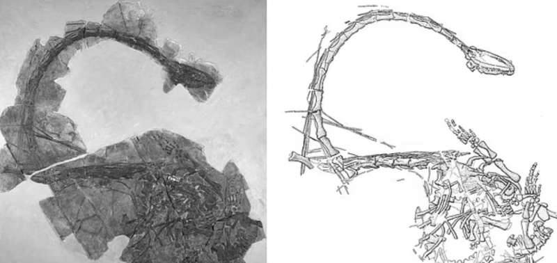 il fossile del dinocephalosaurus orientalis ritrovamento in cina 3