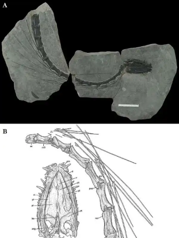 il fossile del dinocephalosaurus orientalis   ritrovamento in cina   4