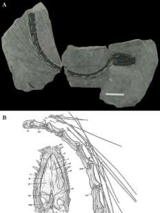 il fossile del dinocephalosaurus orientalis ritrovamento in cina 4