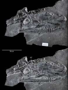 il fossile del dinocephalosaurus orientalis ritrovamento in cina 5