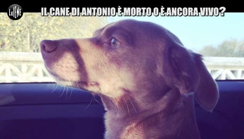 le iene e la storia del cane gustavo 11