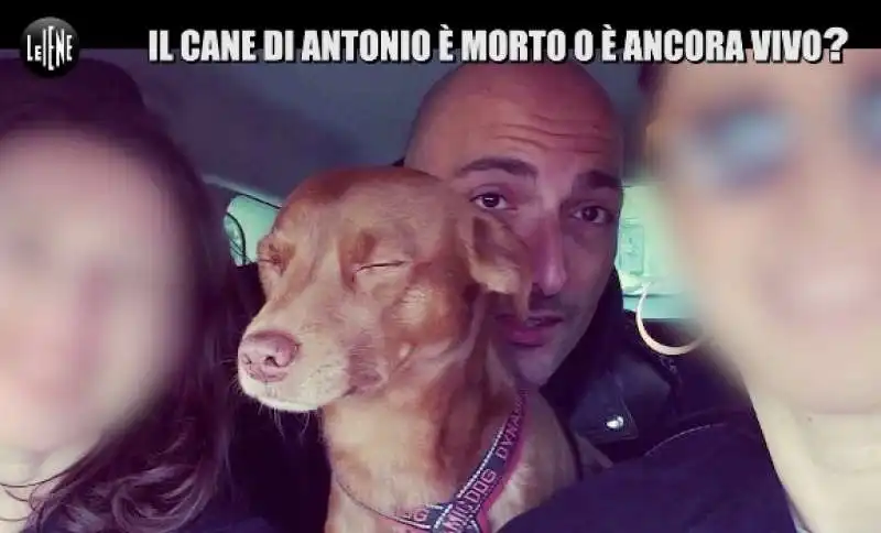 le iene e la storia del cane gustavo 2