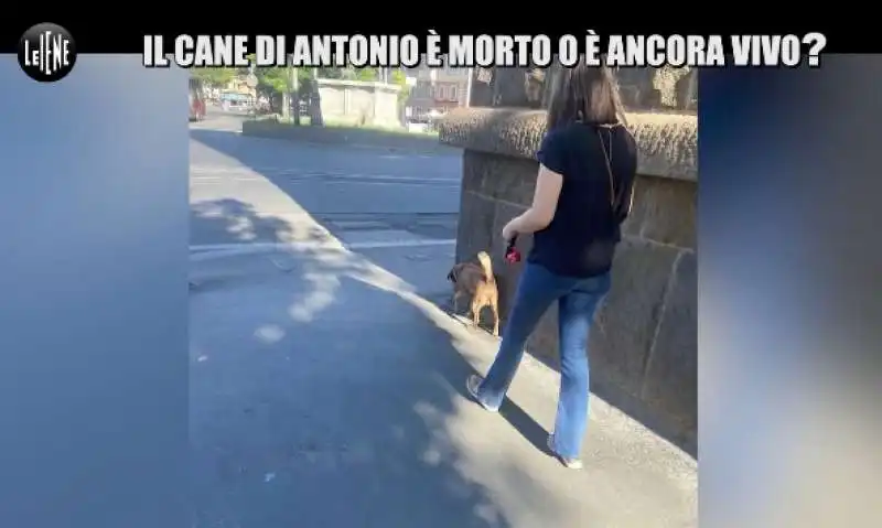 le iene e la storia del cane gustavo 9