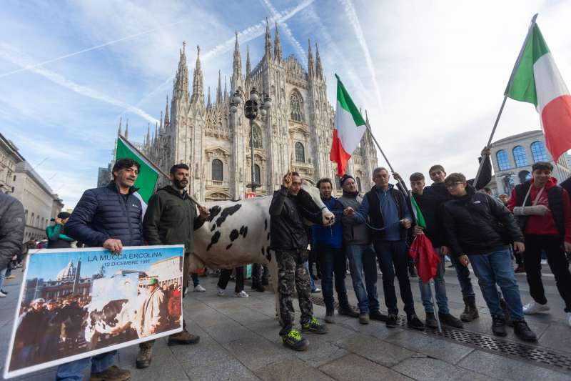 mucca alla protesta degli agricoltori 1