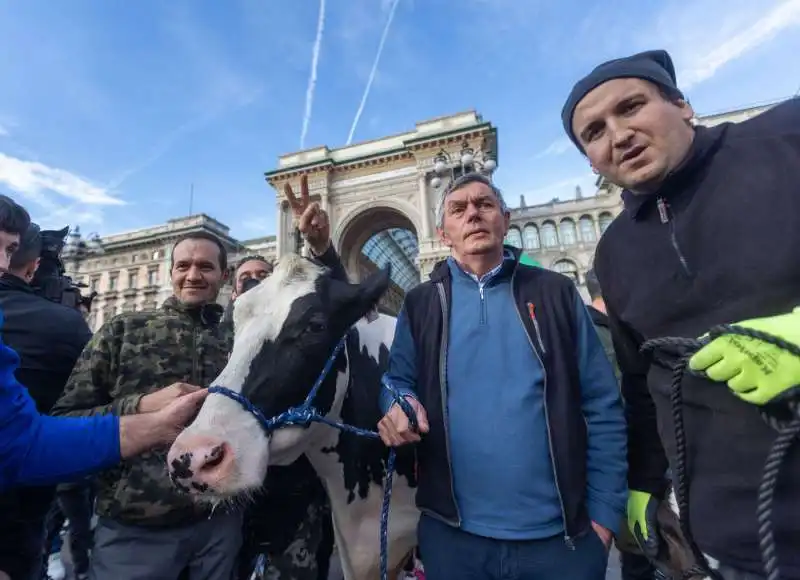 mucca alla protesta degli agricoltori   12