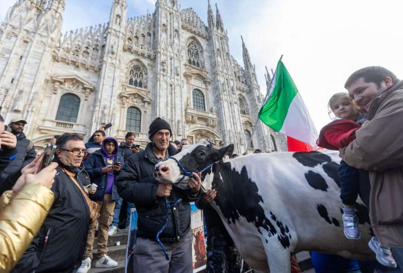 mucca alla protesta degli agricoltori 13