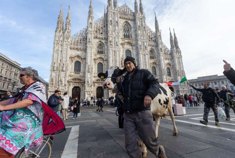 mucca alla protesta degli agricoltori 14