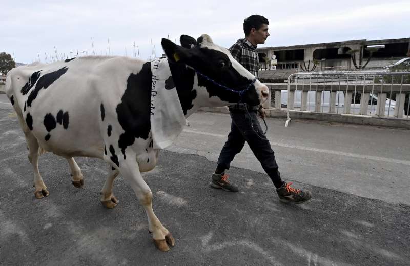 mucca ercolina a sanremo 1