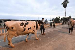 mucca ercolina a sanremo 2