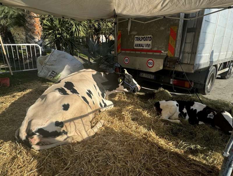 mucca ercolina a sanremo 4