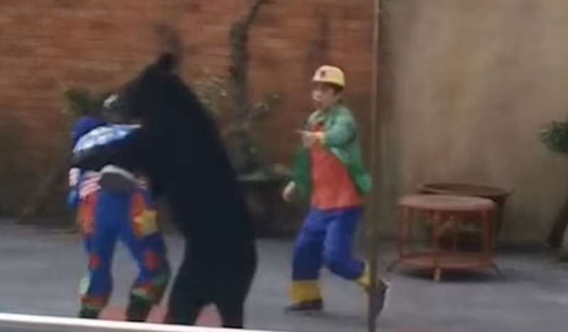 orso attacca addestratori in un circo in cina 2