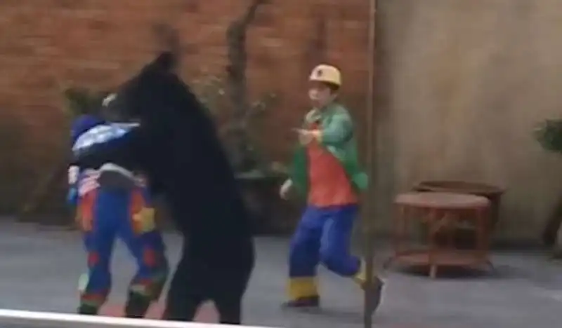 orso attacca addestratori in un circo in cina 2