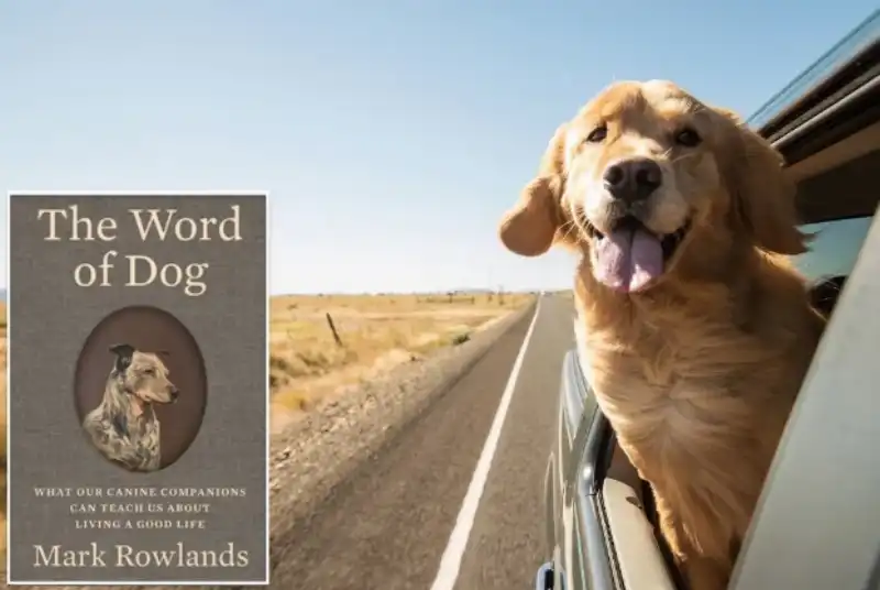 the word of dog mark rowlands 1