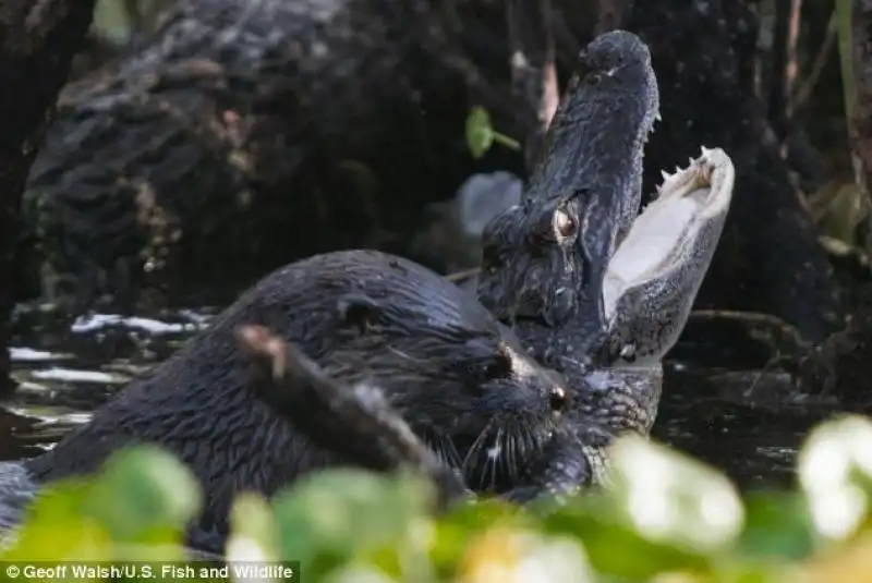 La lontra attacca il rettile al collo 