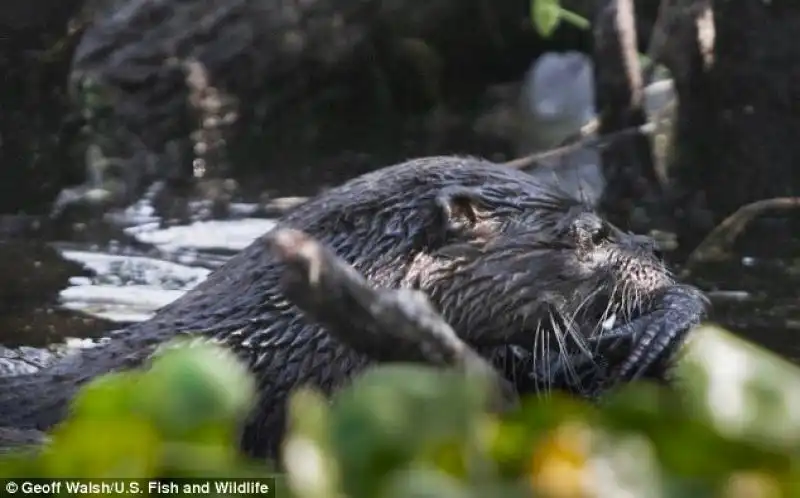 La lontra sgranocchia vivo il coccodrillo 