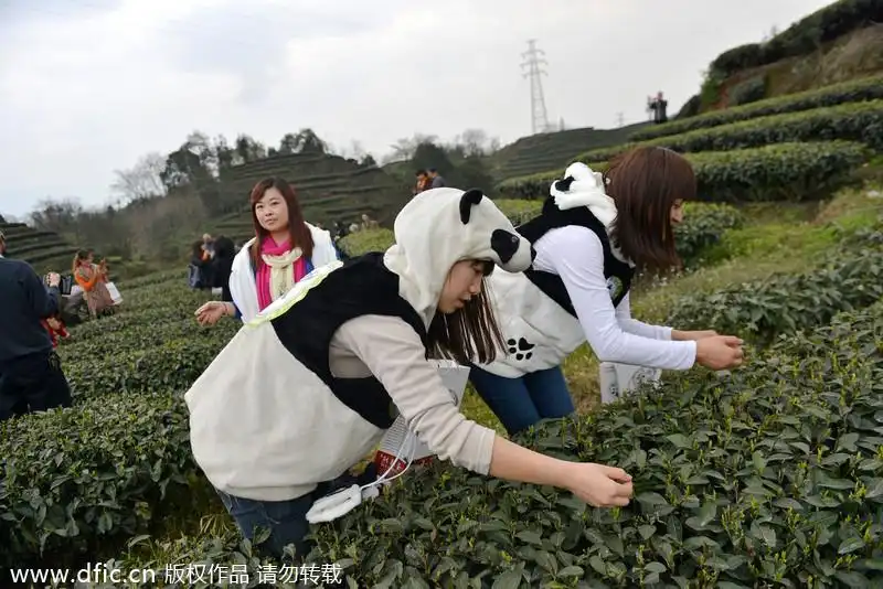 La raccolta del Panda tea 