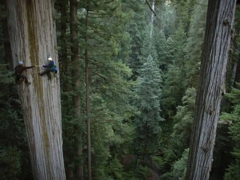 4. climbing redwoods