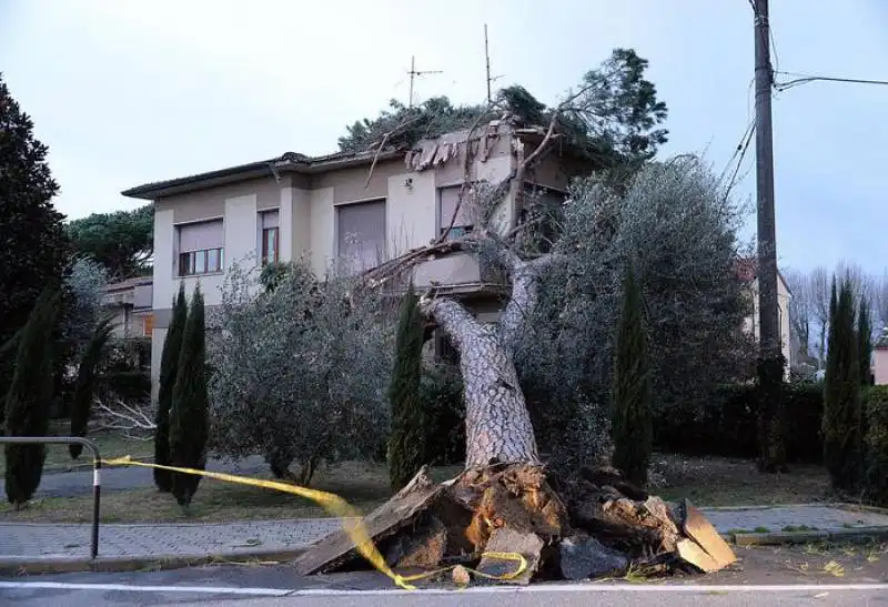 albero caduto su una casa a ponsacco