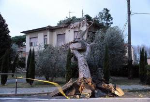 albero caduto su una casa a ponsacco