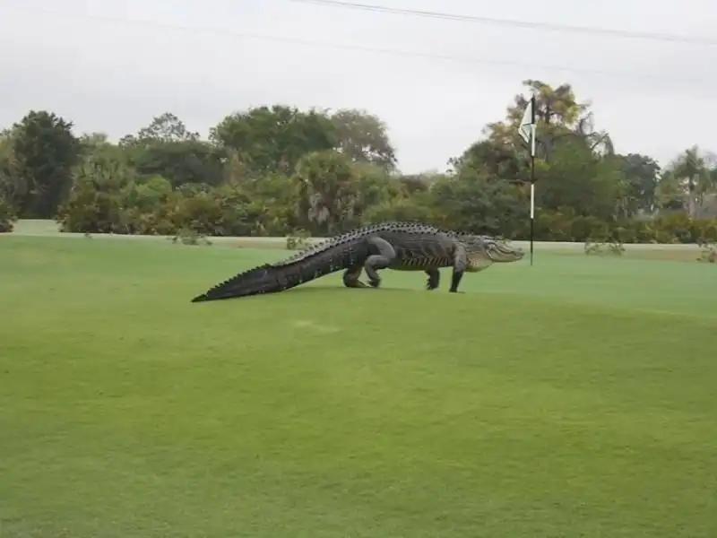 alligatore   sul campo da golf