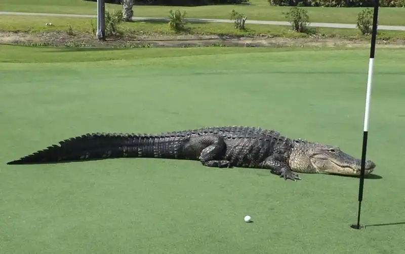 alligatore sul  campo  da golf