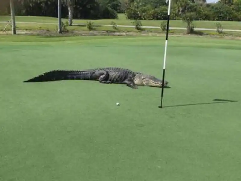 alligatore sul  campo da golf