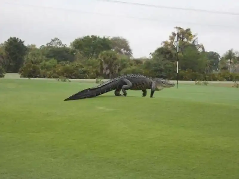 alligatore sul campo da golf